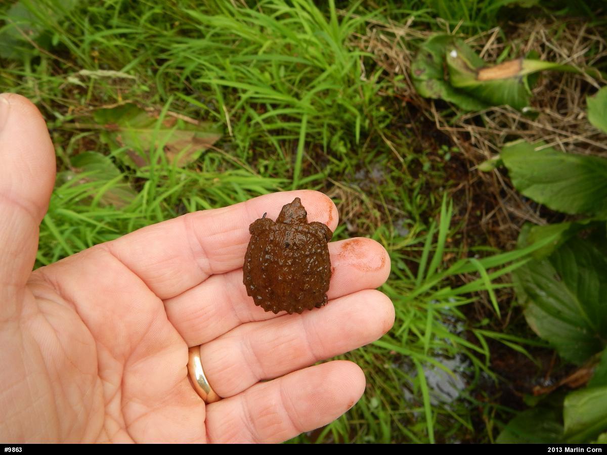Snapping Turtle
