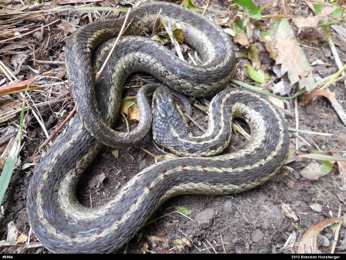 Eastern Gartersnake