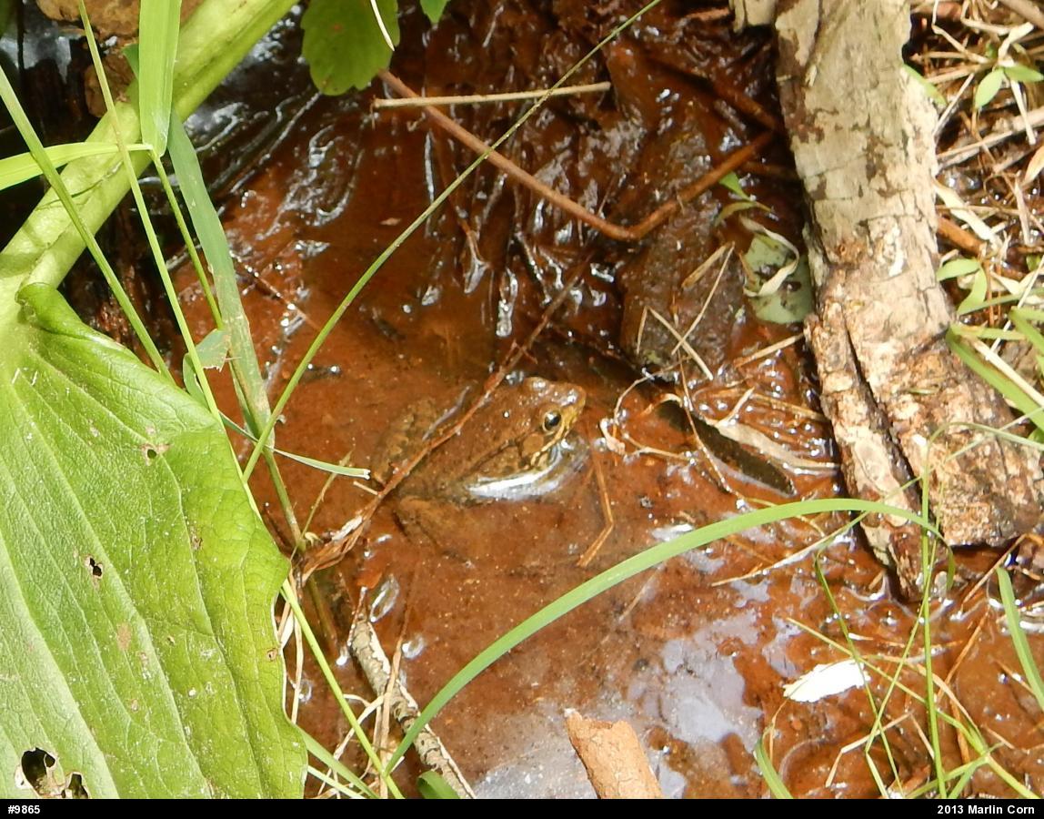 Green Frog