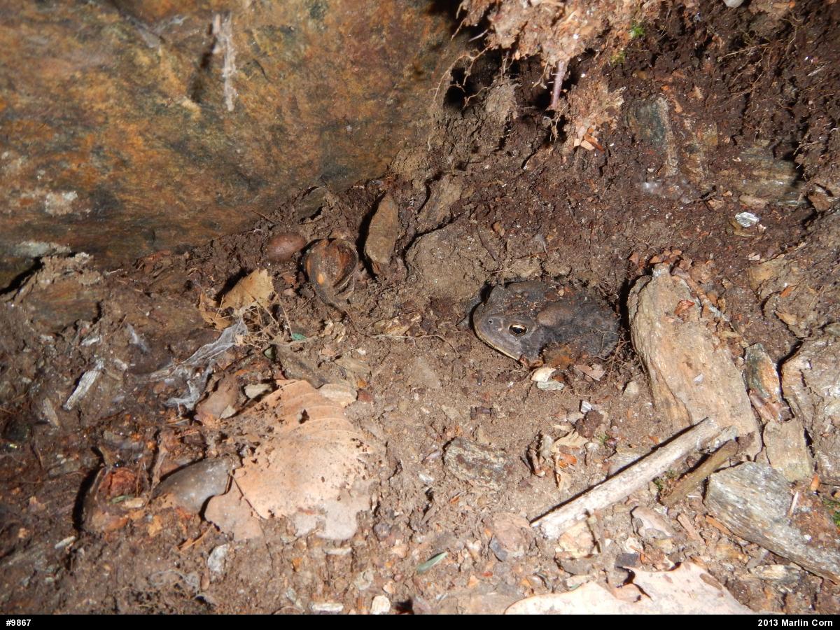 Eastern American Toad