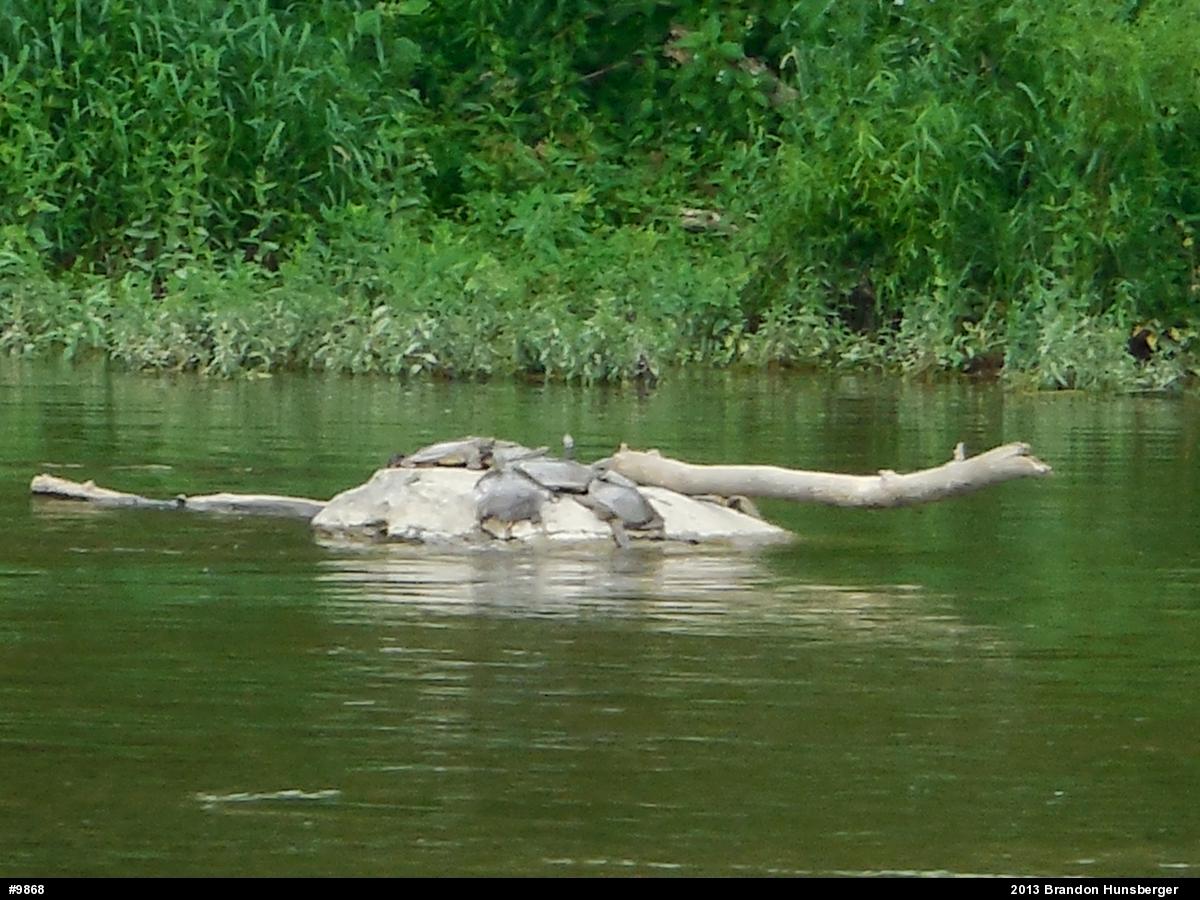 Eastern Spiny Softshell