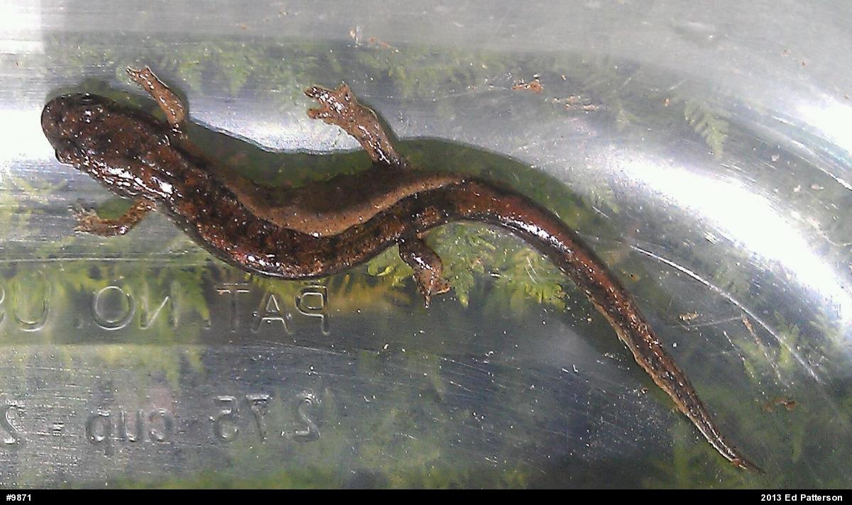Northern Dusky Salamander