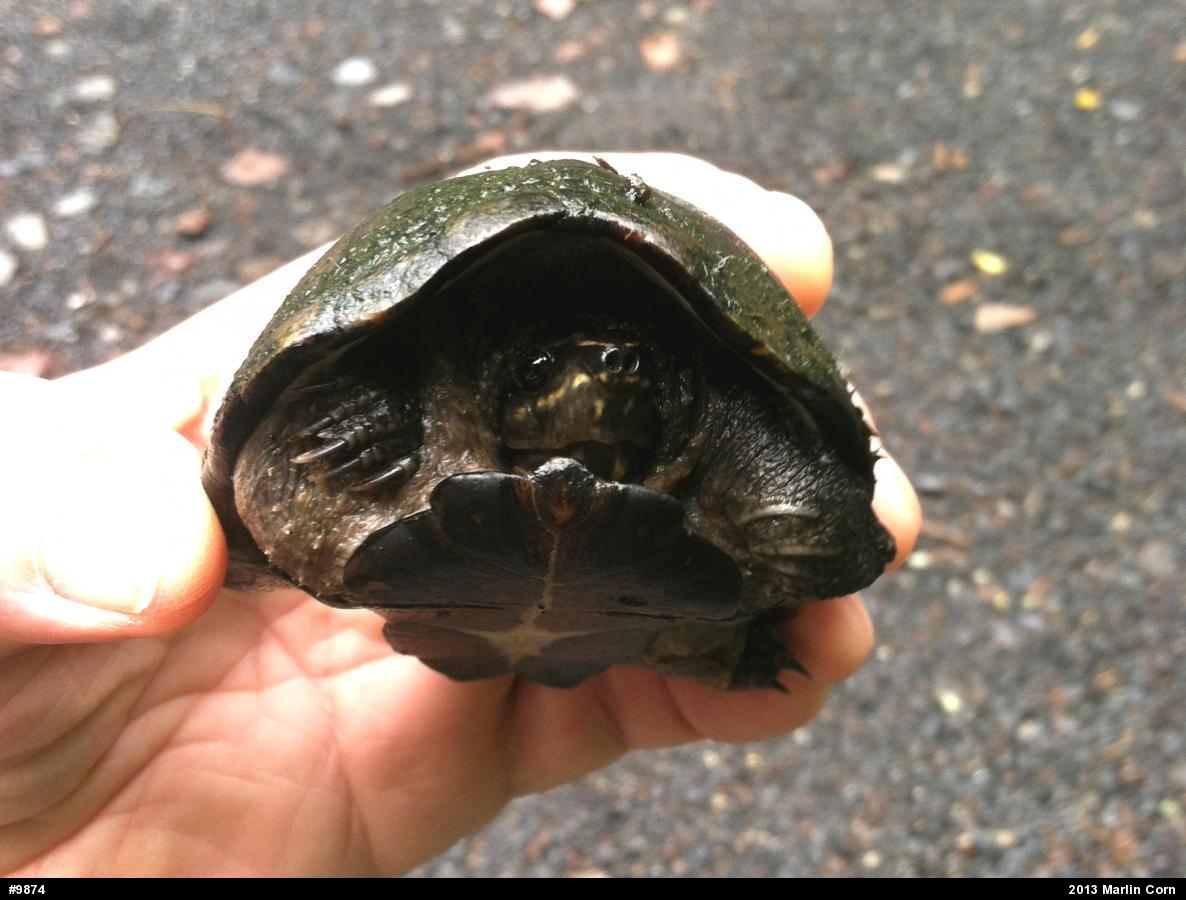 Eastern Musk Turtle