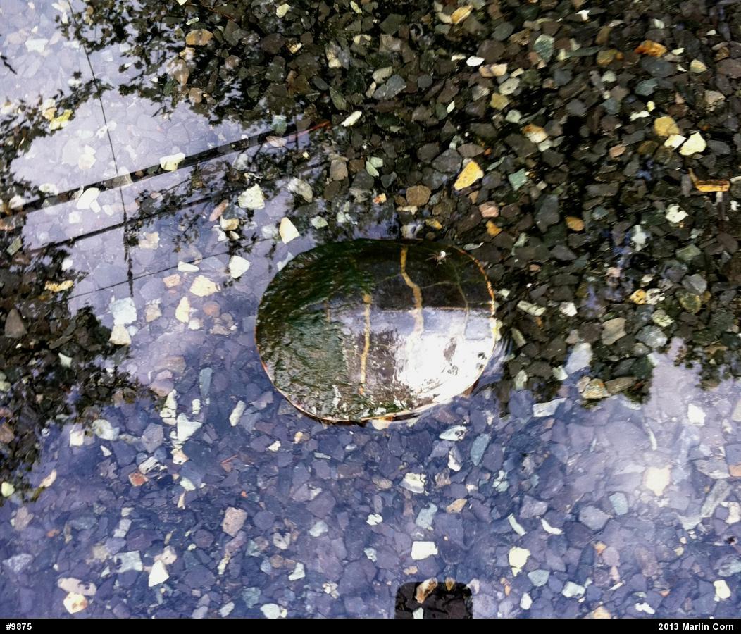 Painted Turtle