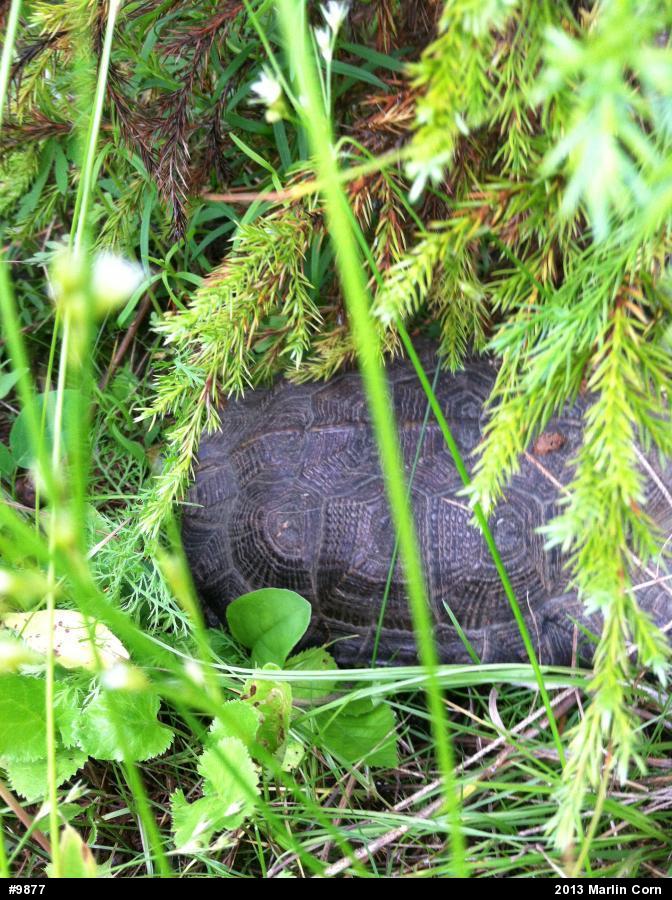 Wood Turtle