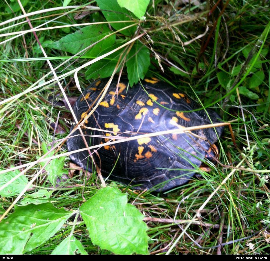 Eastern Box Turtle