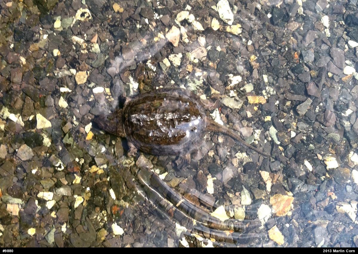 Snapping Turtle