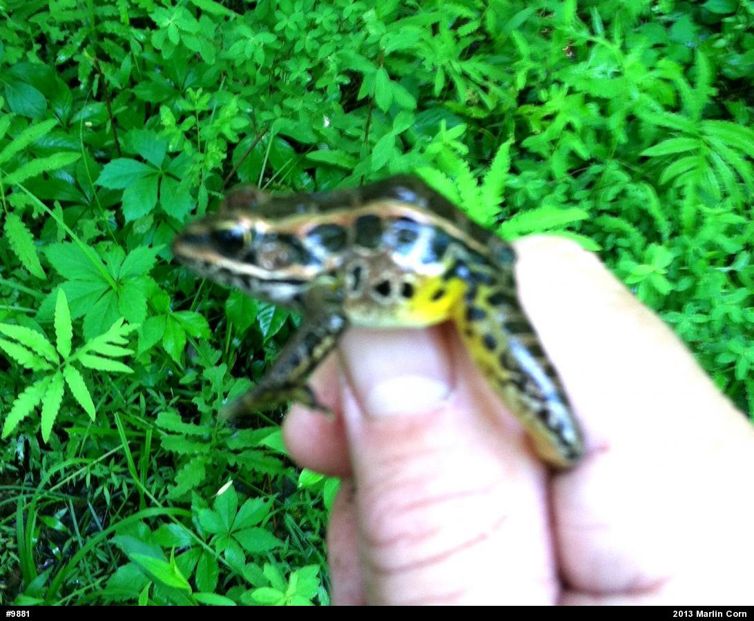 Pickerel Frog