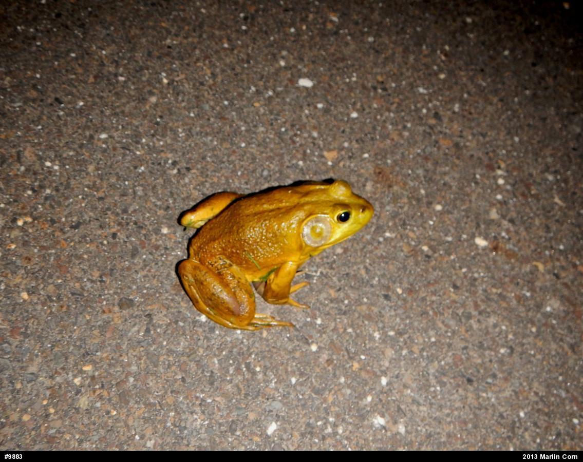 American Bullfrog