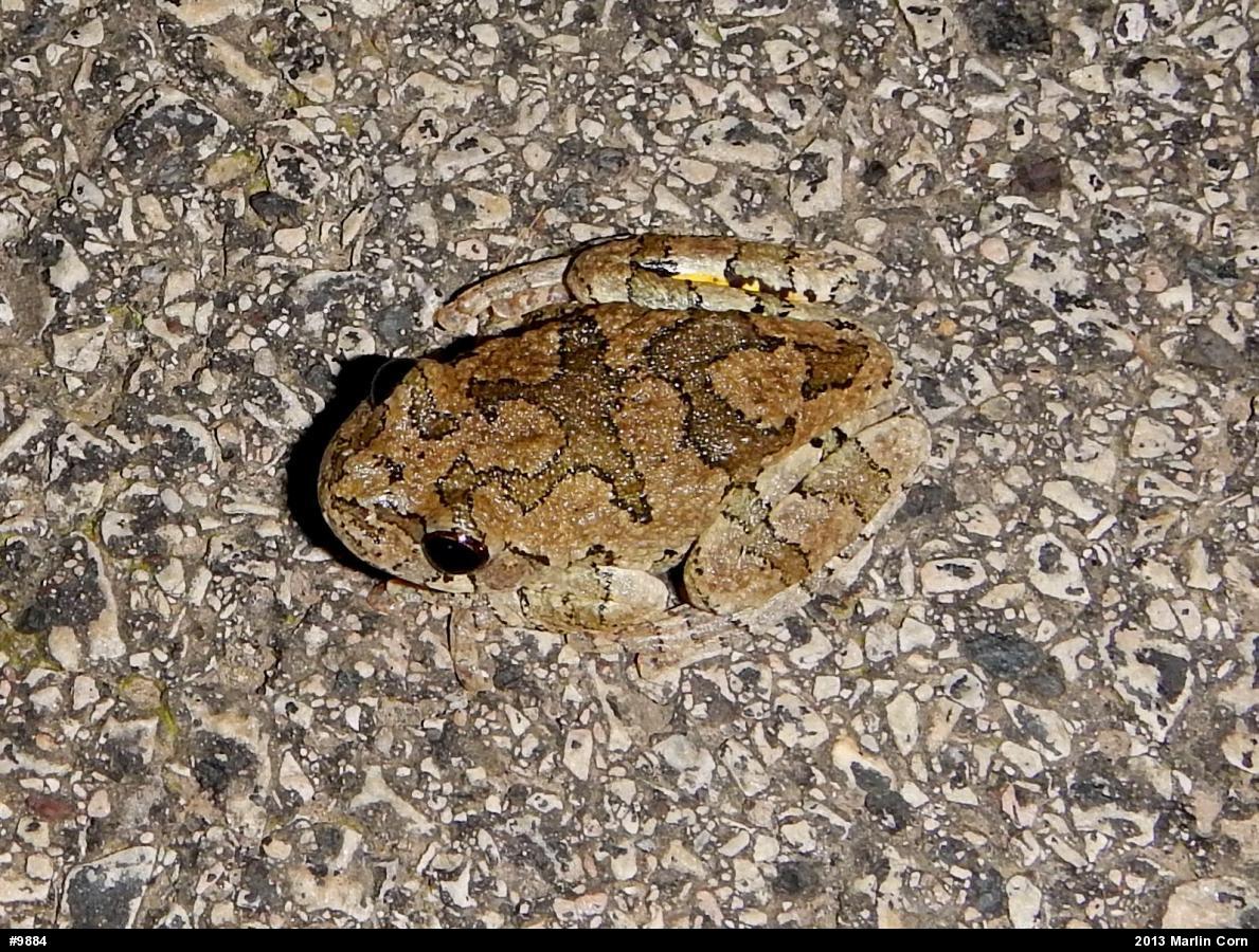 Gray Treefrog