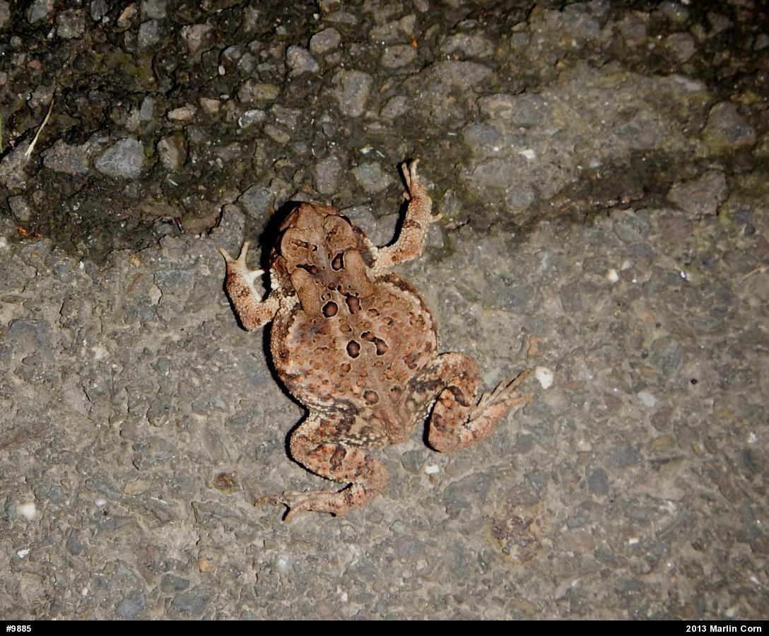 Eastern American Toad