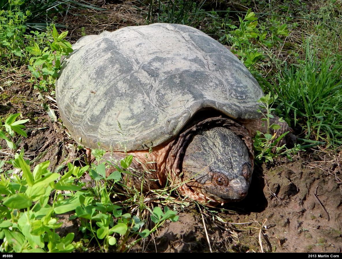 Snapping Turtle