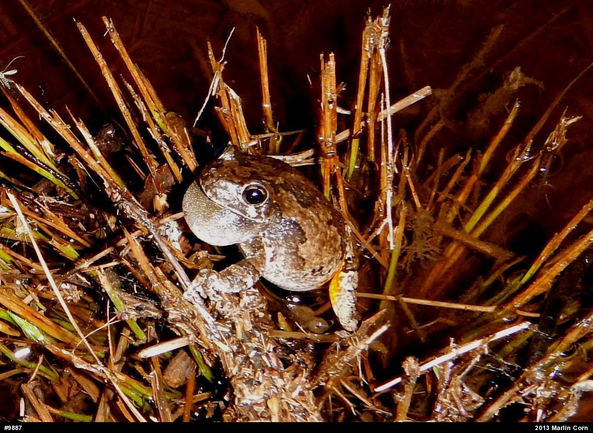 Gray Treefrog