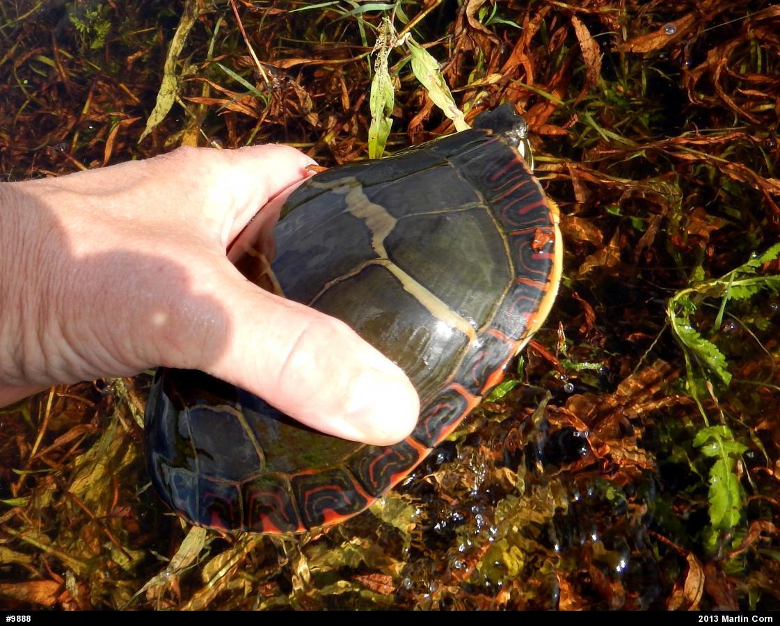 Painted Turtle
