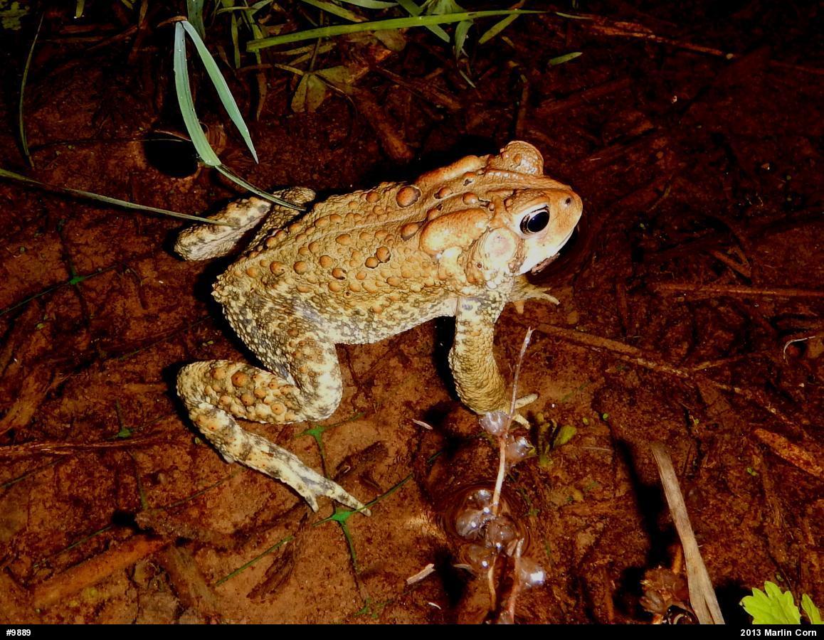 Eastern American Toad