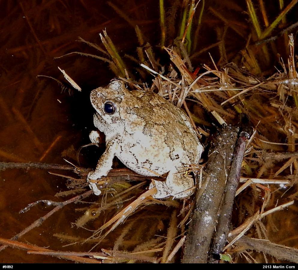 Gray Treefrog