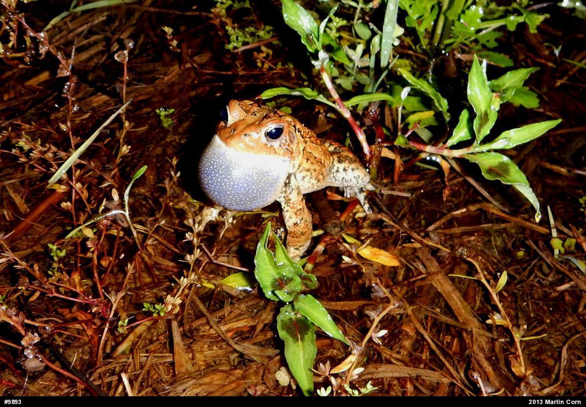 Eastern American Toad