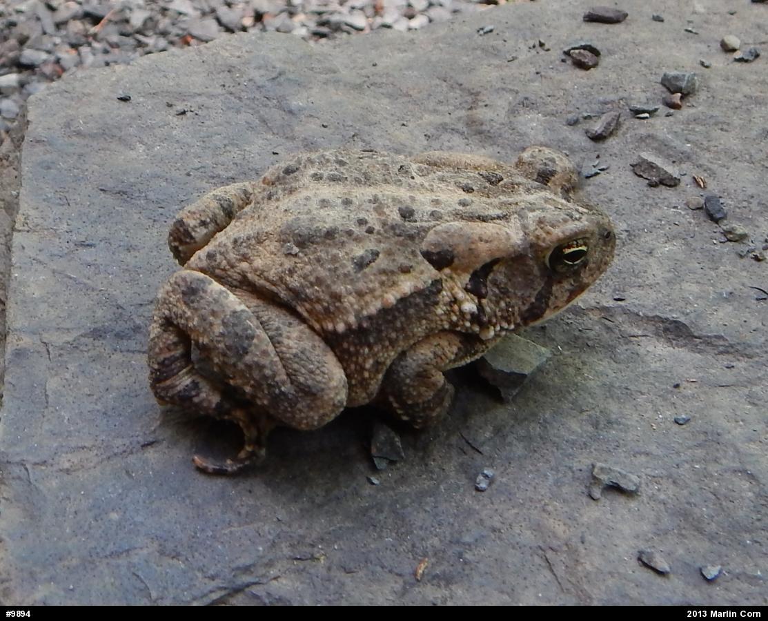 Fowler's Toad