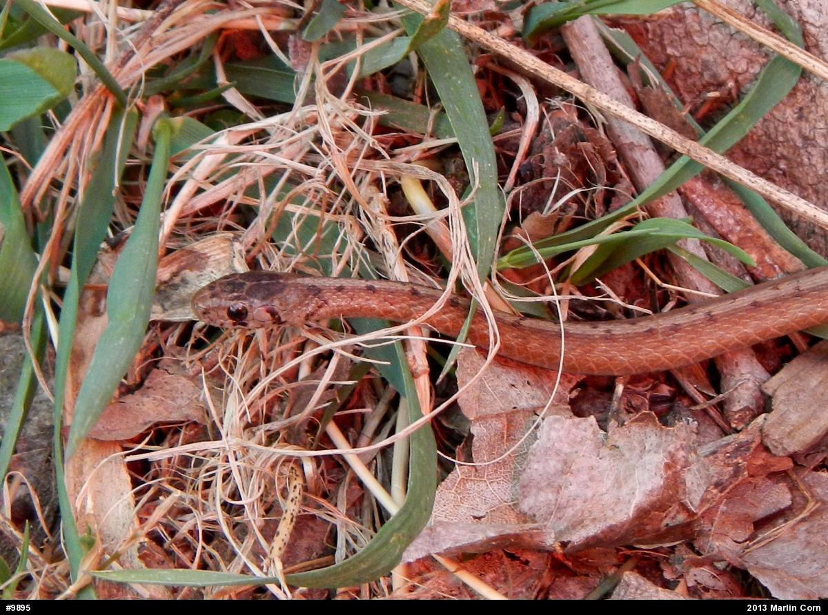 Dekay's Brownsnake