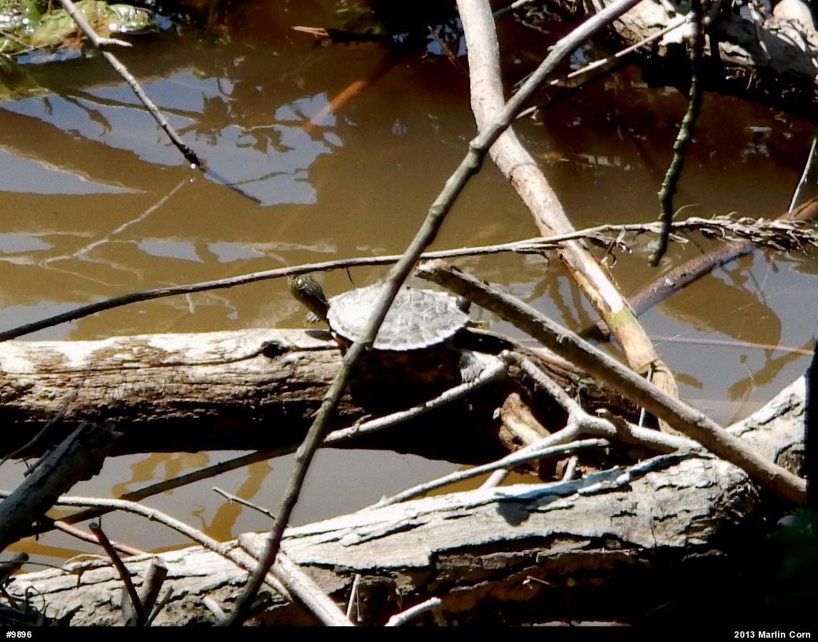 Northern Map Turtle