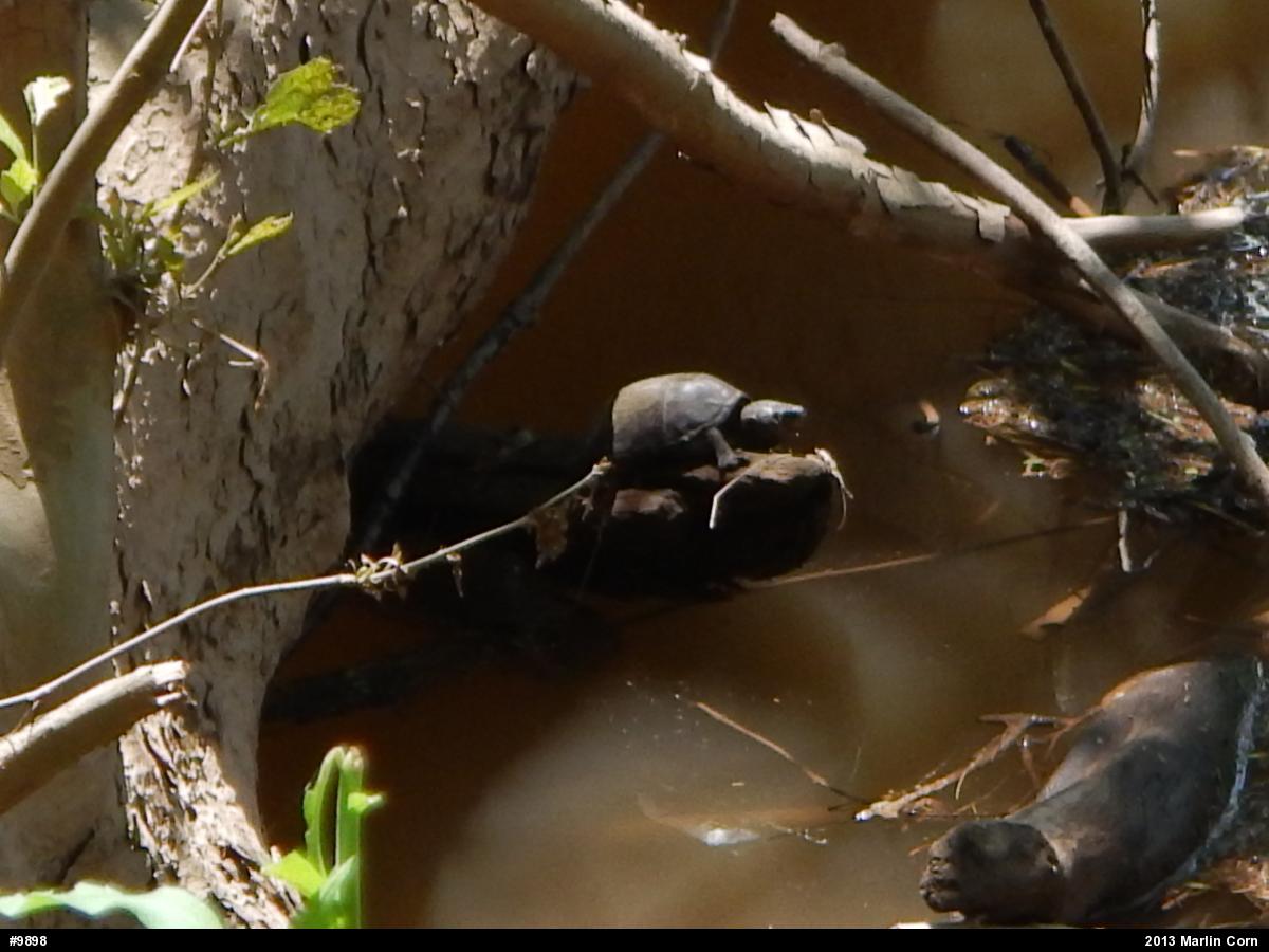 Eastern Musk Turtle
