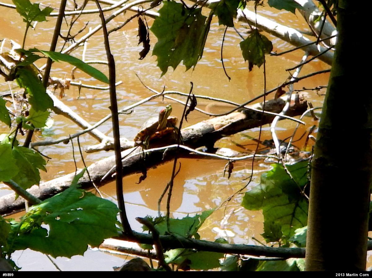 Pond Slider