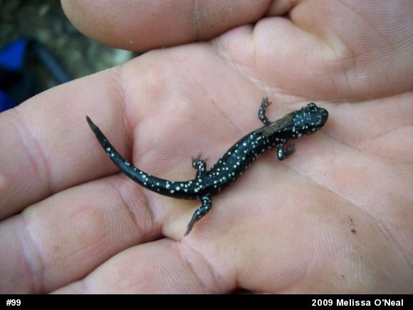 Northern Slimy Salamander