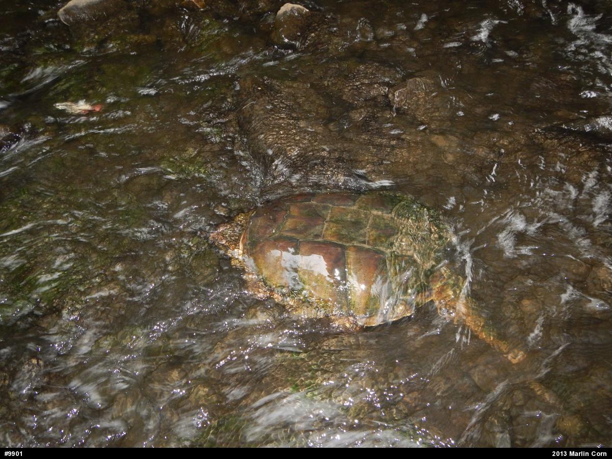 Snapping Turtle