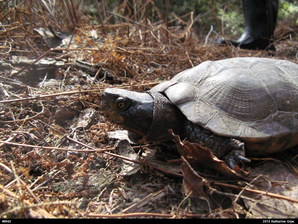 Wood Turtle