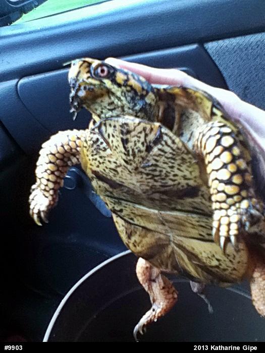 Eastern Box Turtle