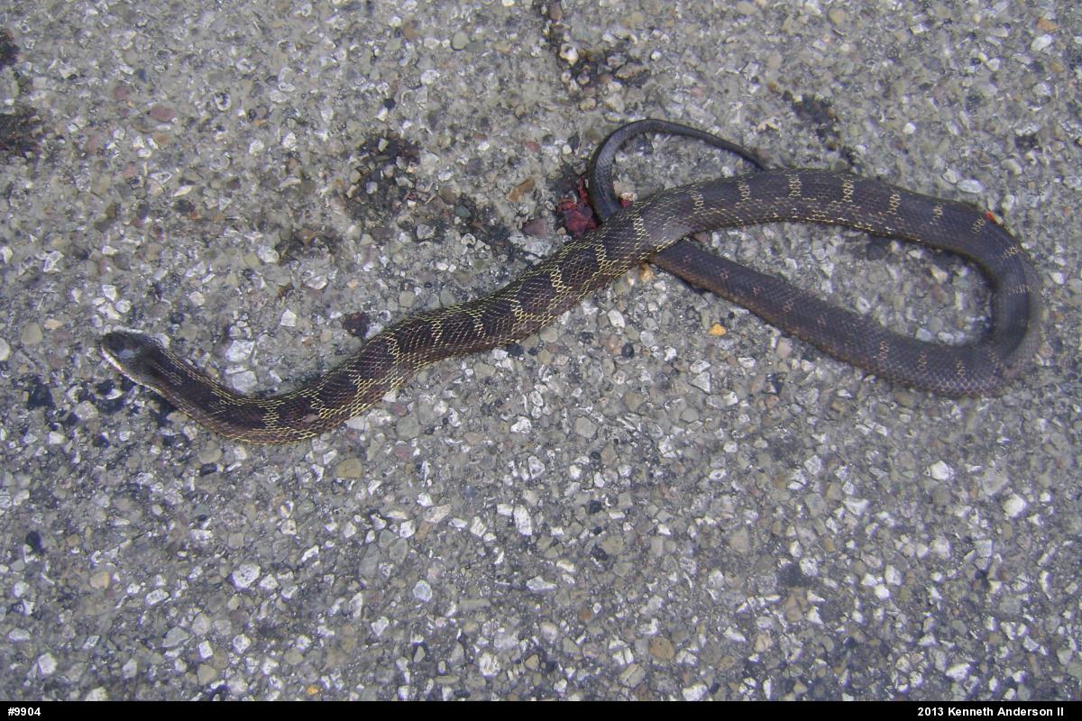 Eastern Ratsnake