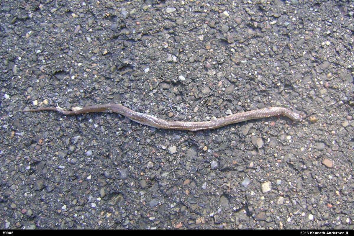 Red-bellied Snake