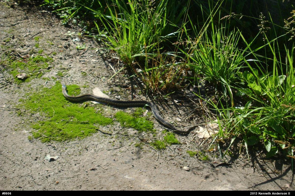Eastern Gartersnake