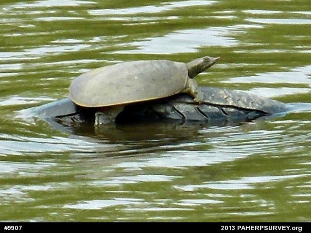 Eastern Spiny Softshell