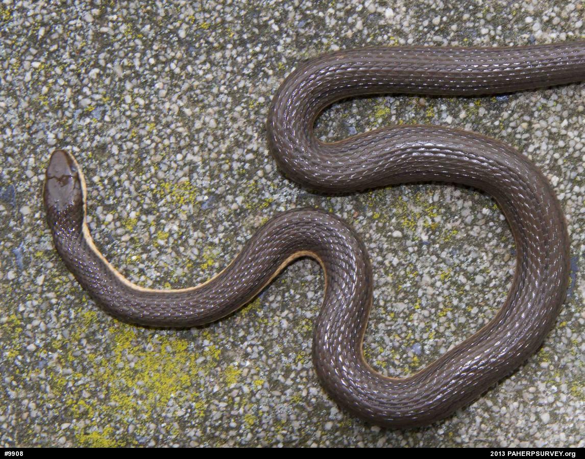 Queensnake