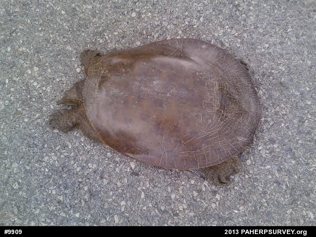 Eastern Spiny Softshell