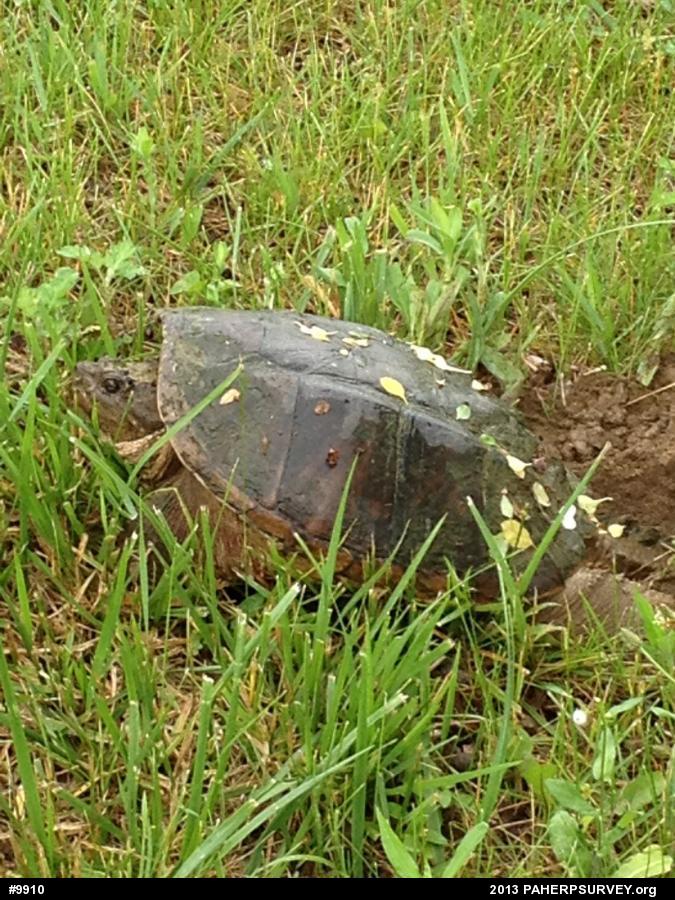 Snapping Turtle