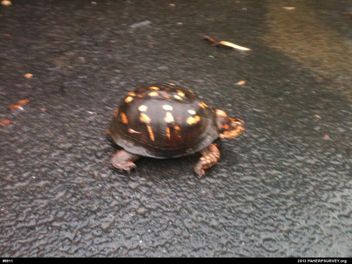Eastern Box Turtle