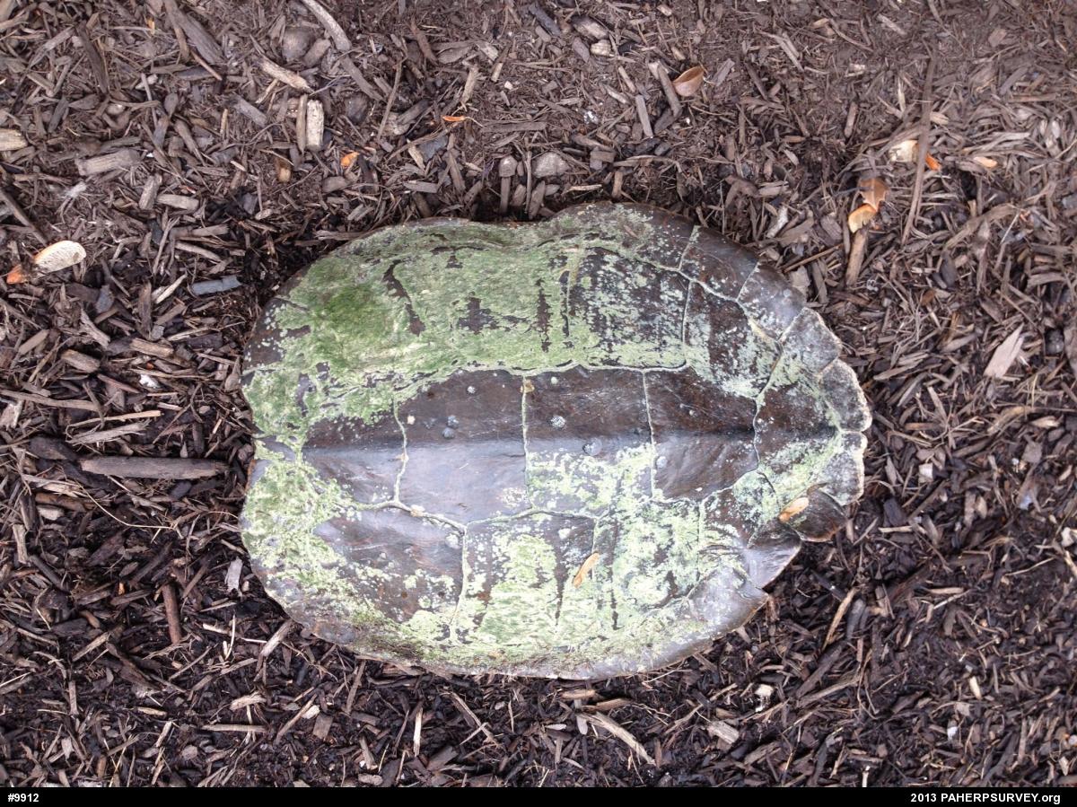 Northern Map Turtle