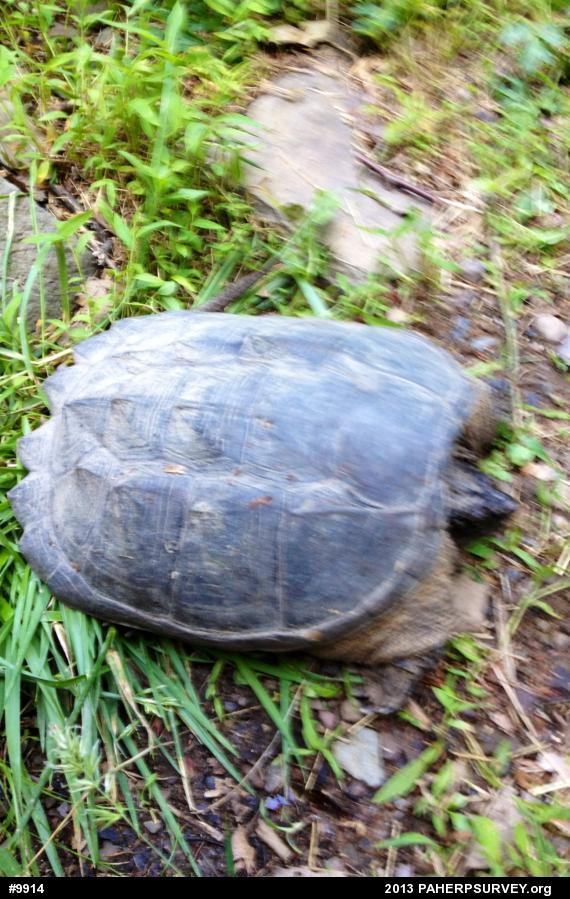 Snapping Turtle