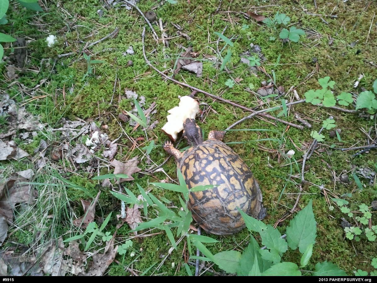 Eastern Box Turtle