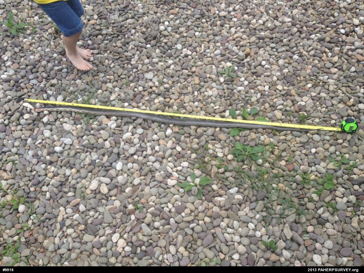 Eastern Ratsnake