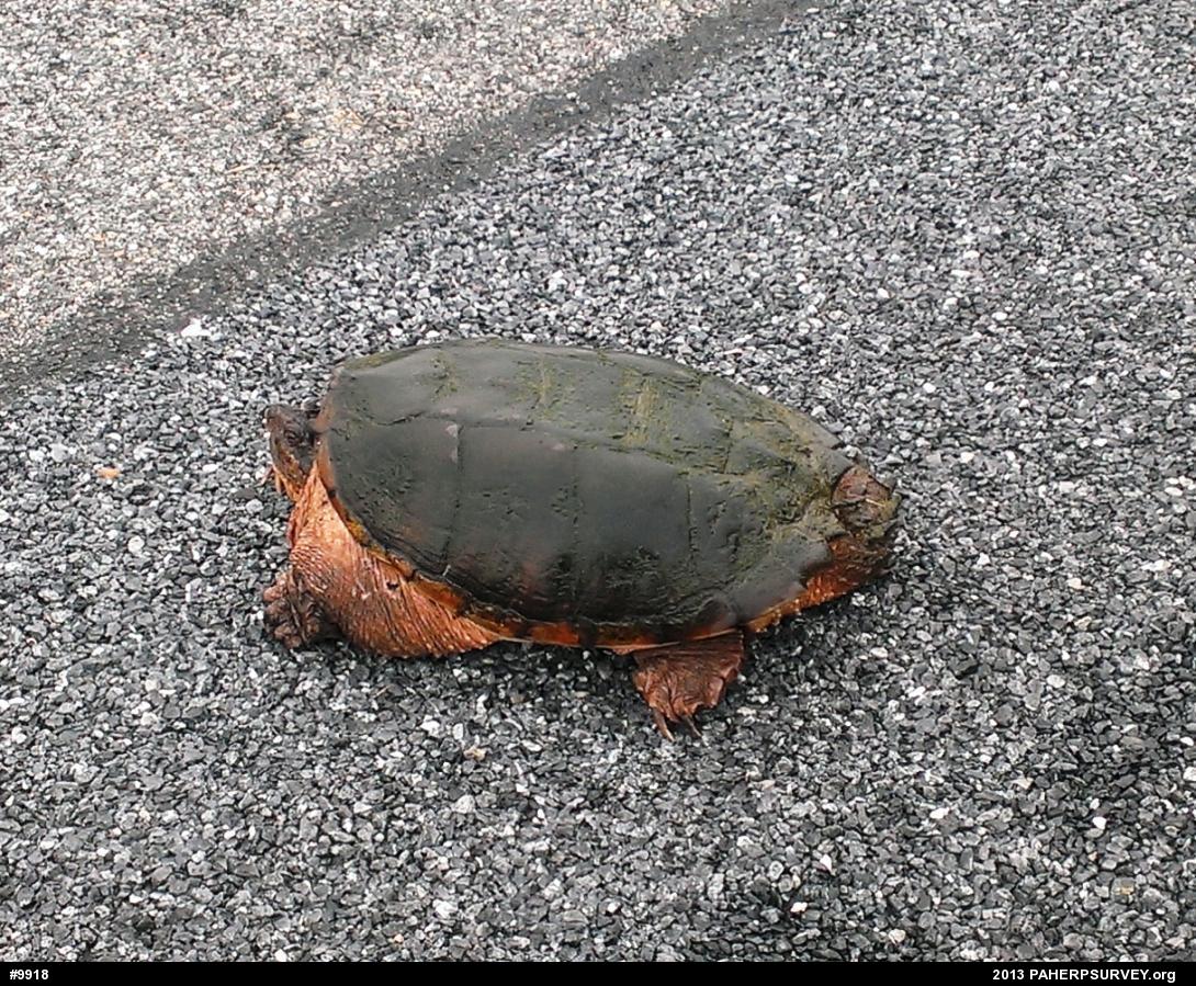 Snapping Turtle