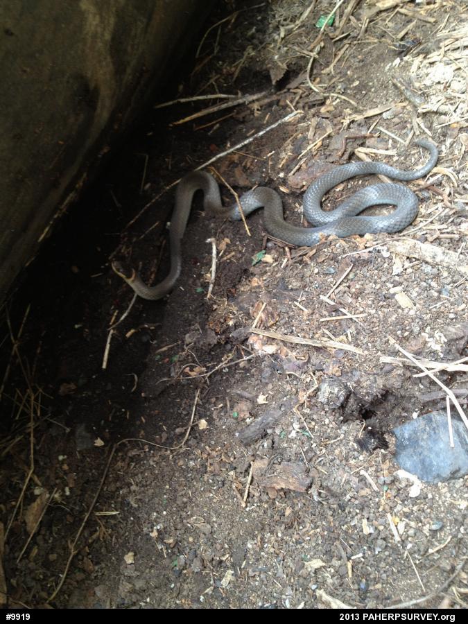 Northern Ring-necked Snake