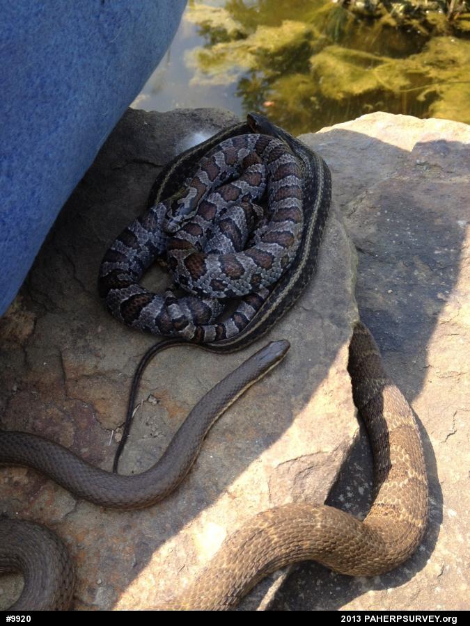 Queensnake