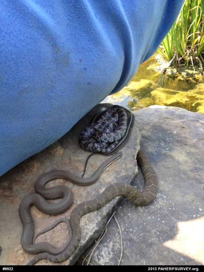 Northern Watersnake
