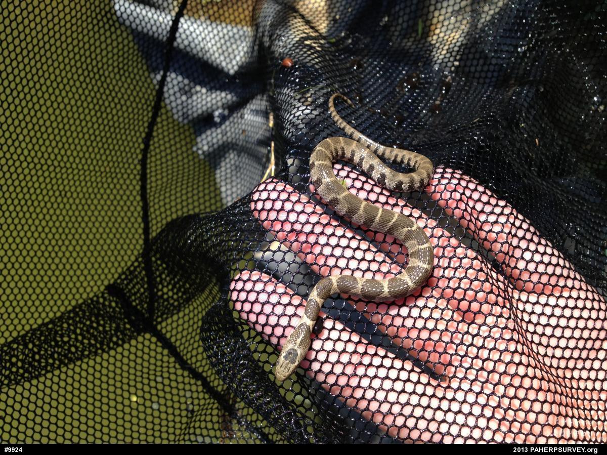 Northern Watersnake