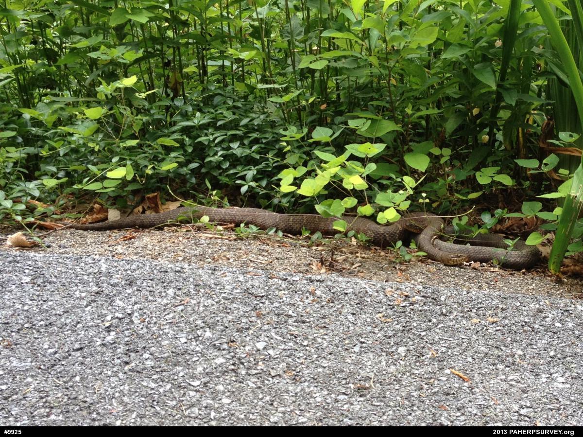 Northern Watersnake