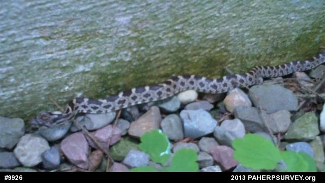 Eastern Ratsnake
