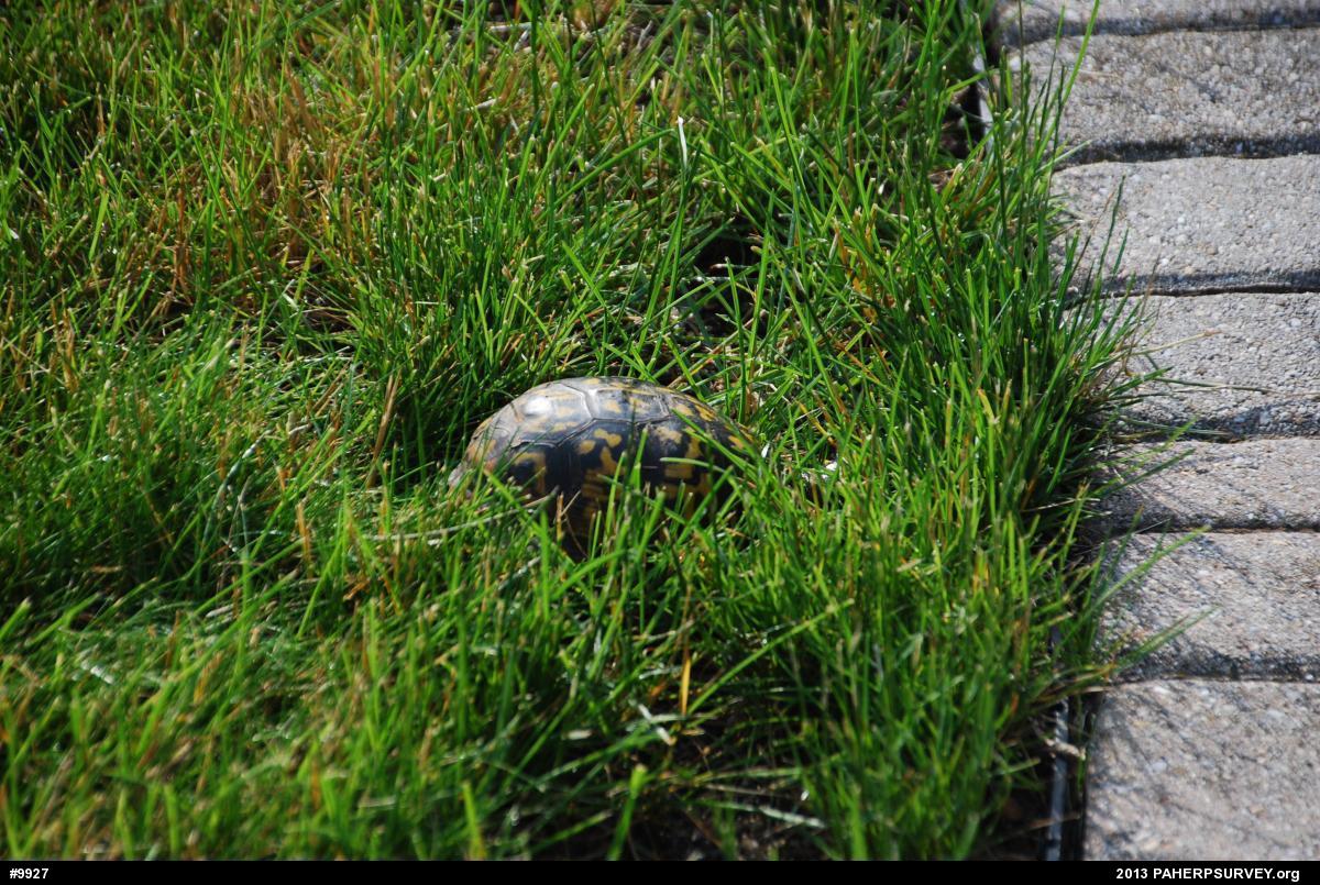 Eastern Box Turtle